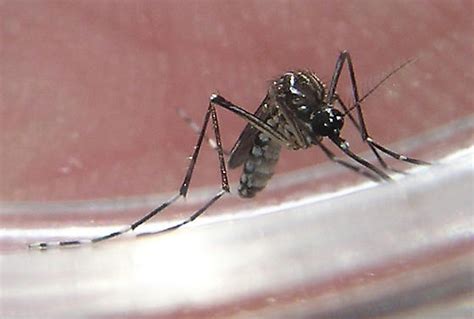 Aegypti Female Aedes Aegypti Bugguidenet