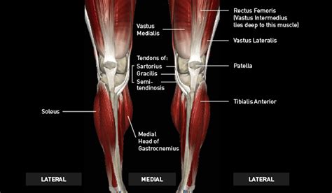 Muscles of the lower leg whiteboard challenge. Lower Extremity Practical 5 - Anatomy & Physiology 2200 with Williams at University of Georgia ...