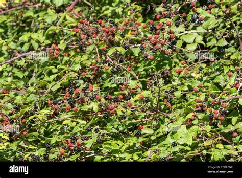 Blackberry Bush With Ripe Fruits Hi Res Stock Photography And Images