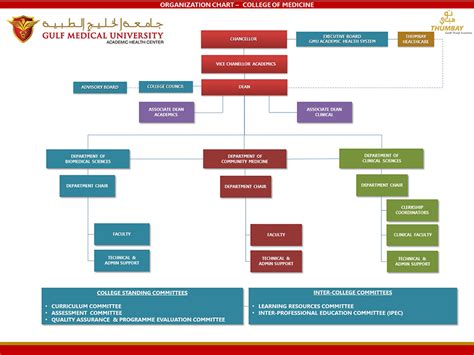 Organization Chart College Of Medicine Gulf Medical University Uae