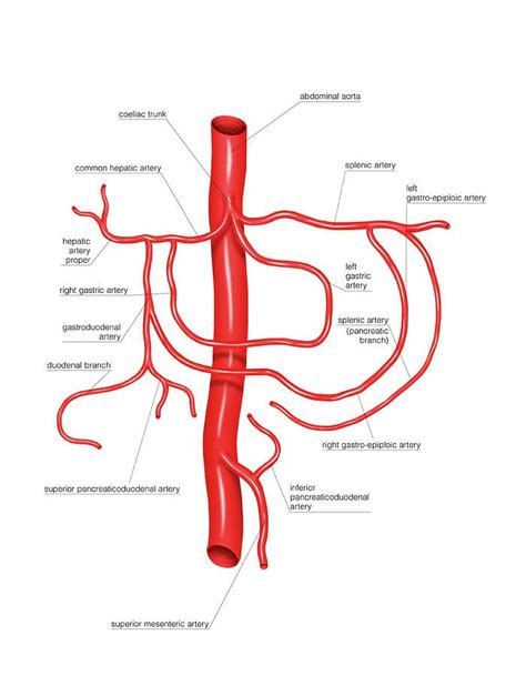 Anatomy Photograph Coeliac Trunk By Asklepios Medical Atlas Arteries