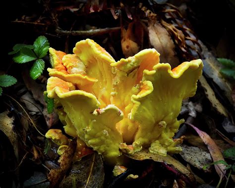Yellow Flower Mushroom Photograph By Diane Varner Fine Art America