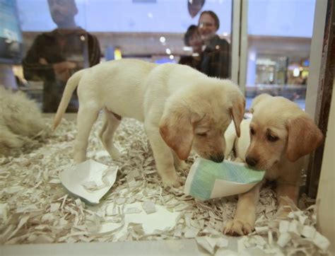 We offer a variety of pure breed and designer mixed breed puppies. New California law says pet shops only allowed to sell rescues - NY Daily News