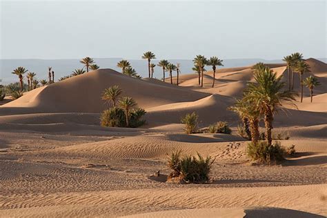 Sahara is a trusted source of new technologies and information for the whole domestic market, from the smallest farmers, to the biggest agribusinesses and government ministries. Sahara Desert horse riding safari.Ride from oasis to oasis ...