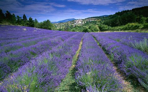 Provence Wallpapers Wallpaper Cave