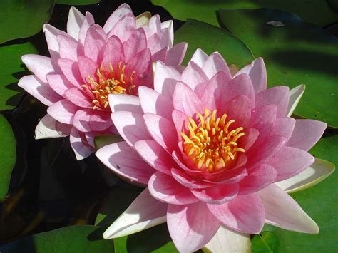 Winter Care For Water Lily Plants How To Over Winter Water Lilies
