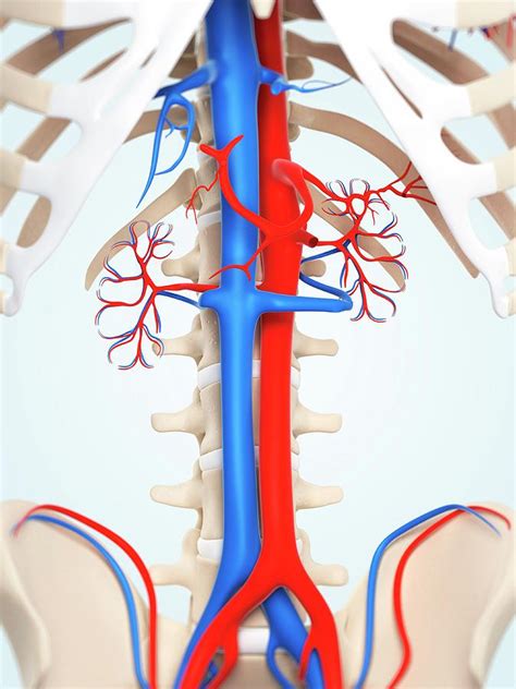 Abdominal Aorta And Vena Cava Photograph By Scieproscience Photo