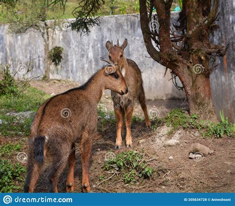Animals name in hindi/ जानवरों का नाम हिंदी में. Sikkim Animals Name With Image : Sikkim New Species Of ...