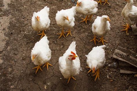 Bird flu is spread through contact with both wild birds and domestic poultry, such as chickens while bird flu infections are rare, most of them occur in people who've had unprotected contact with an. Bird Flu Outbreak Could Set US Record With 'Probably ...