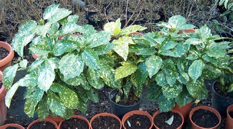 Pianta Ornamentale Con Foglie Rosse E Verdi ...