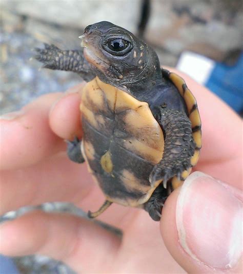 21 Of The Most Adorable Baby Turtles Baby Turtles Buzzfeed And Turtle