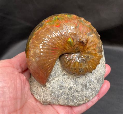 Fossilized Ammonite Complete Specimen Br