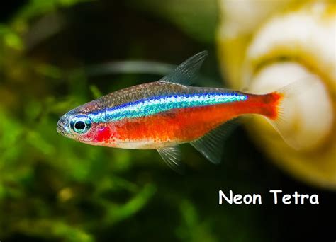 11 Types Of Freshwater Fish For Tropical Aquarium Most Popular Hayzed