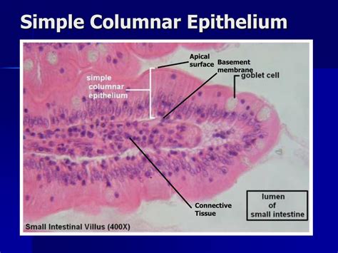 Ppt Lab Exercise Classification Of Tissues Epithelial Tissue