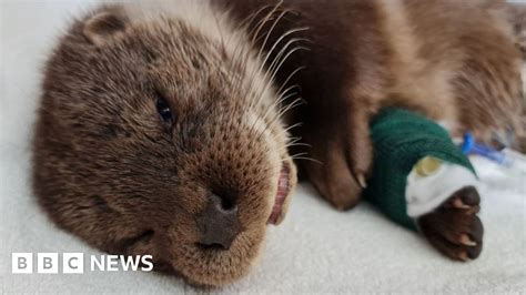 essex jogger rescues dying otter from riverbank bbc news