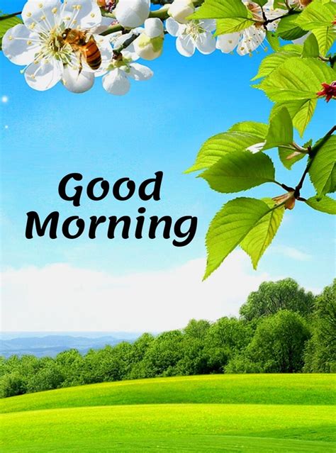 Good Morning Nature Images Hd Quotes Free Download