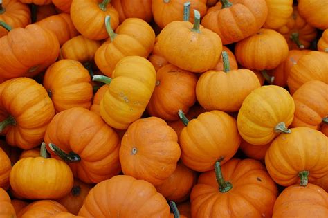 Pumpkins October Harvest Free Photo On Pixabay Pixabay