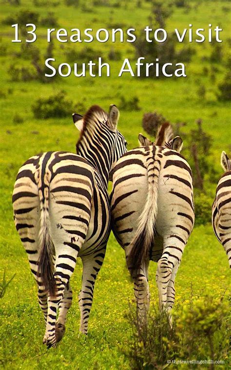 13 Reasons To Visit South Africa Visit South Africa African Travel