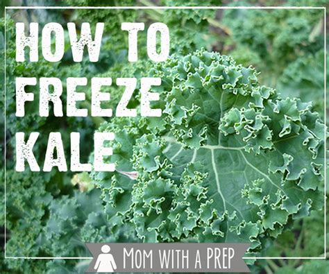 As with most fresh vegetables, it is best to blanch kale before freezing. How to Freeze Kale - Mom with a PREP