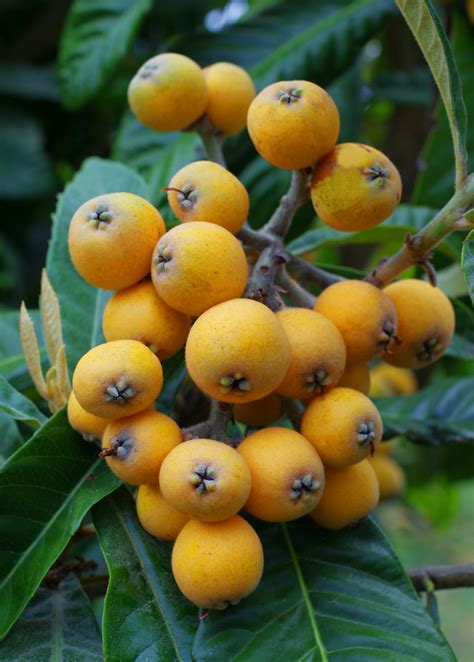 Christmas Loquat Fruit Tree Eriobotrya Japonica Sow Exotic