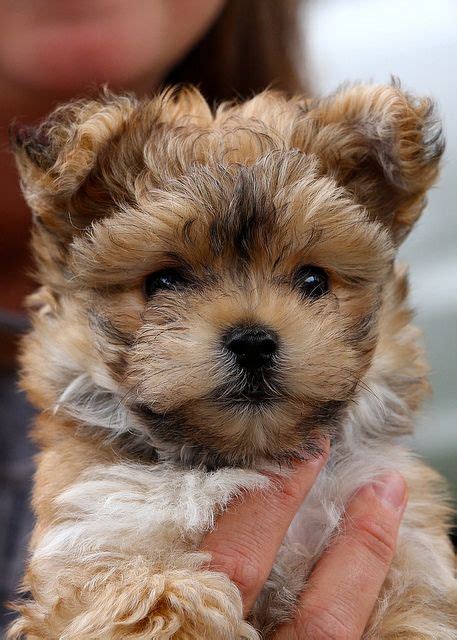 52 Shorkie Vs Morkie Ideas In 2021 Puppies Pets Doggy