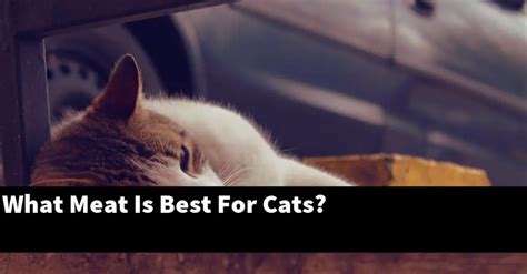 What Meat Is Best For Cats Catstopics
