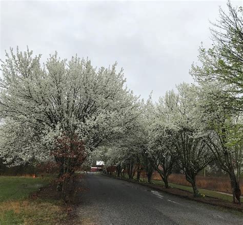 Bradford Pears In Bloom The Cleveland Daily Banner