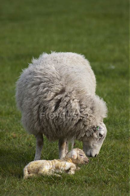 Sheep With Her Lamb — Fauna Themes Stock Photo 165684516