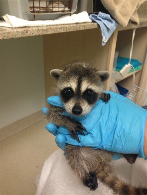 21 Raccoons Who Will Show You What It Means To Be Cute Baby Raccoon