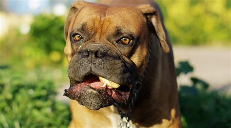 These quality proteins also support intestine help and good digestion. Best Dog Foods For Boxers: Puppies, Adults & Seniors