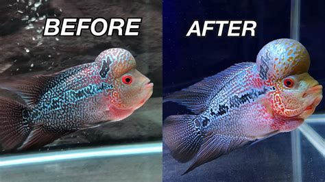 How To Groom Flowerhorn Beginners Guide Youtube