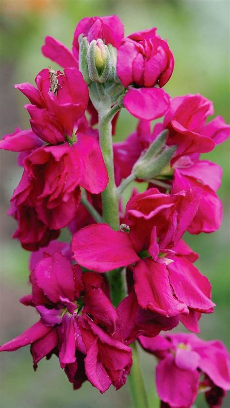 10 Fragrant Flowers For Your Garden Fragrant Flowers Flowers Plants