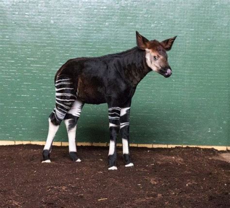 Rare Okapi Born At London Zoo Discover Animals