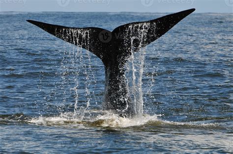 Whale Tail Papasenturin
