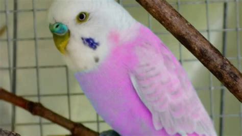 Extremely Rare Budgiesparakeets Волнистых попугаев Youtube