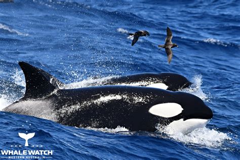 Orca Hunt In The Bremer Canyon 5120 Whale Tales