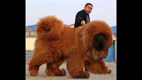 The Most Expensive And Beautiful Dog Tibetan Mastiff