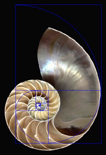 Spirals Illustrating Phi The Golden Ratio Fibonacci Spiral