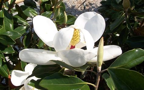 Nine species are native to the united states and canada and the tree the fruit of the magnolia is also a great way to identify the tree as it is relatively large and unique in shape. Little Gem Dwarf Southern Magnolia - 7 Gallon - Tree ...