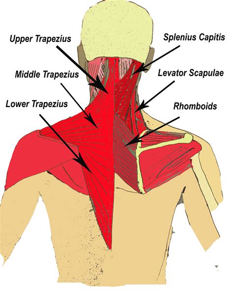 Levator Scapulae Pain Search Results Calendar 2015