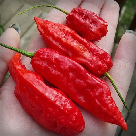 Bhut Jolokia Ghost Pepper Cayenne Diane