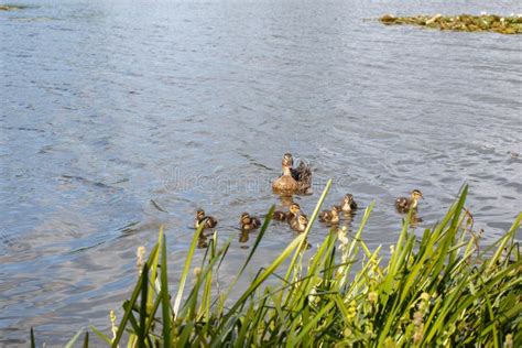 Mother Duck With Her Beautiful Fluffy Ducklings Swimming Together On A