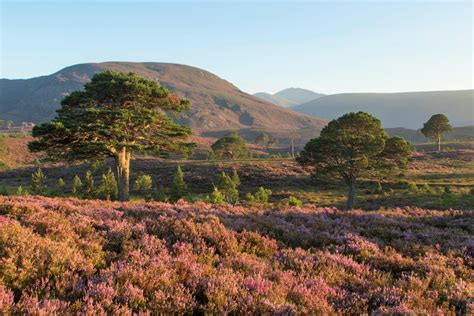 Scots Pines And Flowering Heather Moorland Cairngorms National Park
