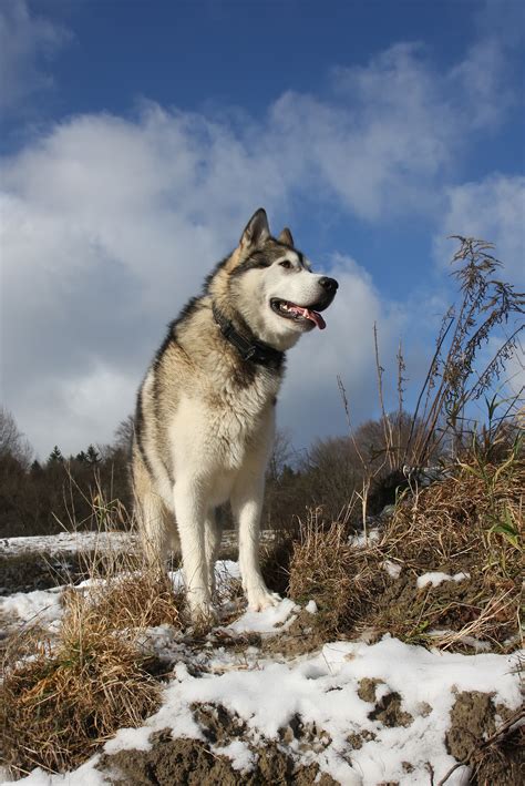 The alaskan malamute is a heavy dog, with a more formidable nature and structure than the siberian husky, which is bred for speed. Malamut