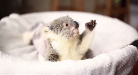Adorable Baby Koala Poses For Her Very First Photoshoot