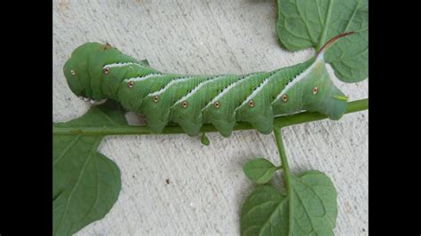 Pesticides have proven to be a long time solution to most pests ravaging our farmland. Tomato Hornworm & How to Treat Them, vegetable garden ...