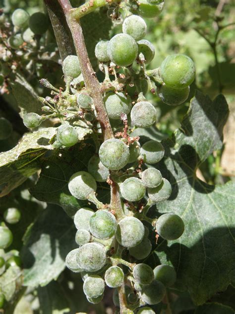 The disease generally is considered less economically important in ohio than black rot or downy mildew. WIN Volume 116 | Agriculture and Food