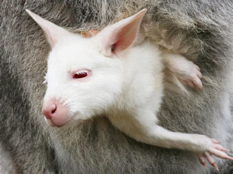 Rare Albino Animals Photo 24 Cbs News