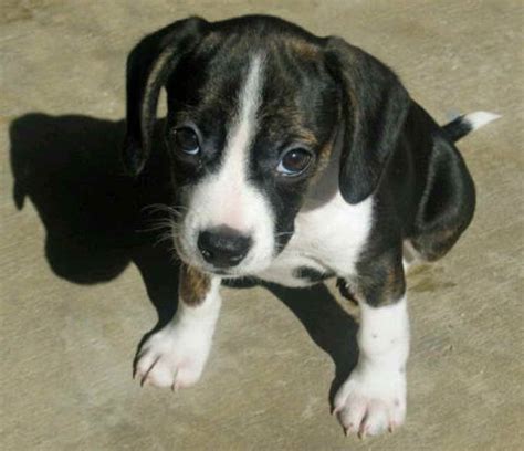 Beagle Rat Terrier Mix Puppies For Sale Petsidi
