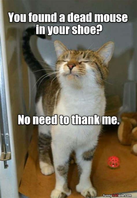Funny Cat Found A Mouse In A Shoe Luvbat